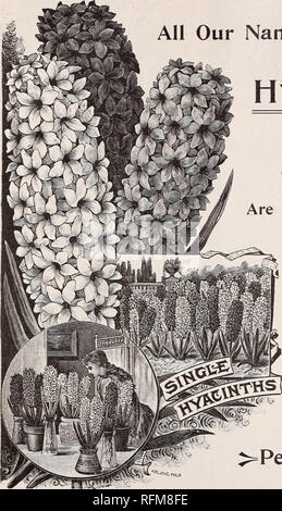 . Il Michell catalogo autunno di lampadine : semi, piante, pedaggi, &amp;c.. Vivaio di Filadelfia in Pennsylvania cataloghi; lampadine (piante) cataloghi; fiori Semi cataloghi; attrezzature da giardinaggio e i cataloghi dei materiali di consumo. 4 MICHELL IL CATALOGO DELLE LAMPADINE, semi, ecc. Tutti i nostri denominato. Bulbi di giacinto sono specialmente selezionati dalla varietà che producono la più grande e più perfetta picchi. liHBj il primo premio al ultima Esposizione di Primavera di ..Pennsylvania Horticultural Society.. È stato premiato alla mostra di bulbi acquistati di noi dal sig. Canning, giardiniere alla sig.ra C. F. Berwind, Wynnewood, Pa.. Si prega di Foto Stock