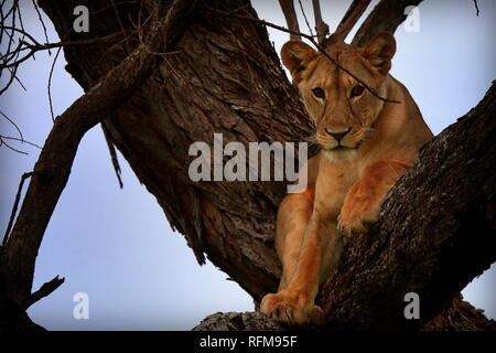 Tree Climbing Lions del Tarangire, Tanzania Foto Stock