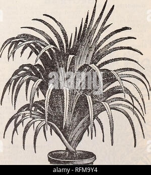 . Gemme floreali. Vivai (orticoltura) Ohio Springfield cataloghi; piante ornamentali, cataloghi; fiori cataloghi; lampadine (piante) Cataloghi. MCGREGOR è di nuovo MAMMUT PAN ST. La gigantesca dimensione del fiore, crescita rigogliosa, profusione di Bloom, e squisiti tagli di gay e fantastico colore è assolutamente indescrivibile. I giganteschi fiori sono prodotte in grandi numeri e a carico ben al di sopra del fogliame su steli vigorosi. I fiori in possesso di grandi di sostanza e di mantenere una perfetta più a lungo di più di qualsiasi altro tipo. I colori sono veramente meravigliosa, di cui oltre un centinaio di diverse sfumature e combinazioni, w Foto Stock