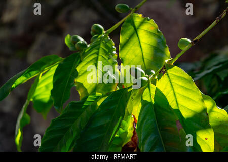 Il ramo di arabica coffee tree su plantation con maturazione verde i chicchi di caffè close up Foto Stock