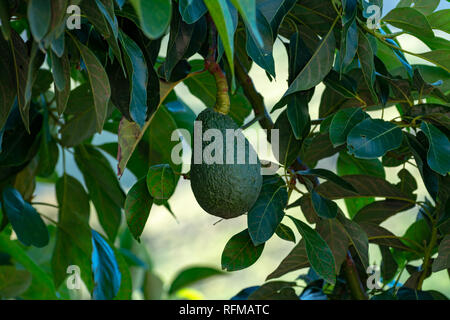 Tropicale albero di avocado con verdi maturi frutti di avocado crescente su plantation su Gran Canaria Island, Spagna, pronto per il raccolto stagionale Foto Stock