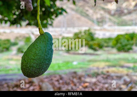 Tropicale albero di avocado con verdi maturi frutti di avocado crescente su plantation su Gran Canaria Island, Spagna, pronto per il raccolto stagionale Foto Stock