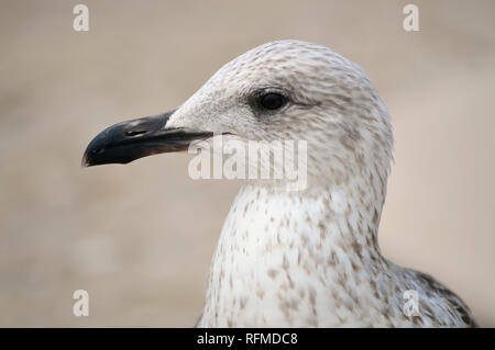 Aringa maschio gabbiano nome latino Larus argentatus vista da vicino Foto Stock