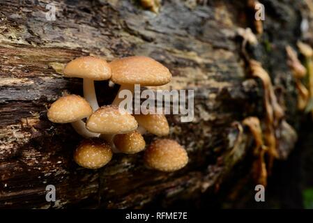 Funghi di corpi fruttiferi che cresce su registri di decadimento in una foresta pluviale, granito piegare la via al fiume rotto, Eungella National Park, Queensland, Australia Foto Stock