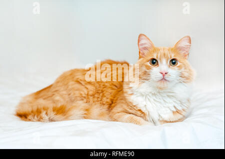 Red Ginger cat si siede sul letto bianco e guarda la fotocamera. spazio copia Foto Stock