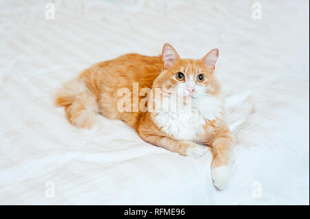 Red Ginger cat si siede sul letto bianco e guarda la fotocamera. spazio copia Foto Stock