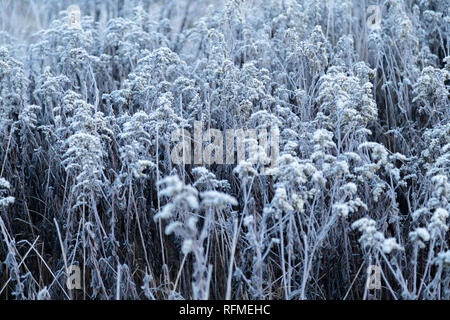 La mattina presto congelati brina erba in inizio autunno mattina. Il pupazzo di neve alle piante del giardino, si avvicina il tempo di inverno Foto Stock