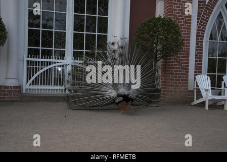 Peafowl indiano a casa gotica nel Parco di Wörlitzer che è una parte importante dell'Dessau-Wörlitz Garden Realm in Germania. Foto Stock