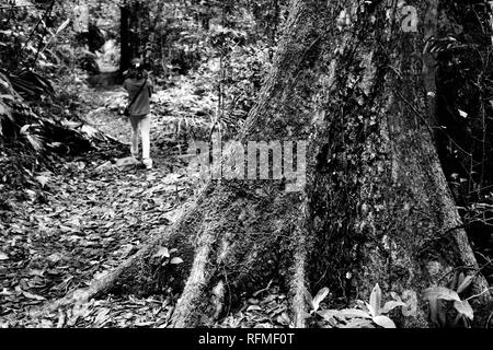 In bianco e nero delle immagini della foresta pluviale, granito piegare la via al fiume rotto, Eungella National Park, Queensland, Australia Foto Stock