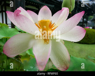 Rosa Fior di Loto in Pieno Sboccio in un giardino del tempio in Giappone Foto Stock