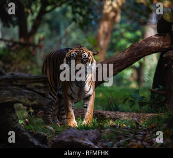 Una tigre di Sumatra a Paignton Zoo Foto Stock