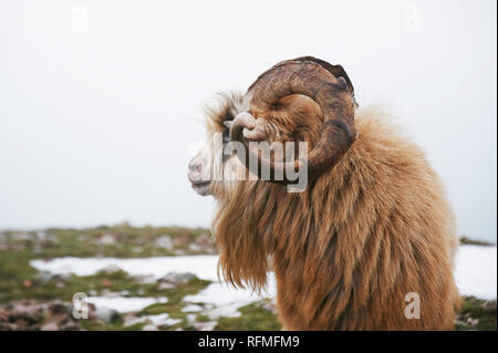 A nord della montagna di capra selvatica con pelo marrone e grandi corna. close up ritratto. Foto Stock