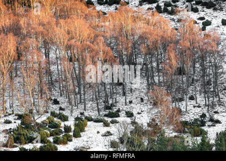 Di betulle in inverno in Caringorms Parco Nazionale della Scozia. Foto Stock
