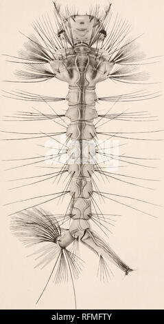 . Carnegie Institution di Washington la pubblicazione. Pubblicazione 159 la piastra 64. Larva: Aedes fitchii feltro &AMP; giovani.. Si prega di notare che queste immagini vengono estratte dalla pagina sottoposta a scansione di immagini che possono essere state migliorate digitalmente per la leggibilità - Colorazione e aspetto di queste illustrazioni potrebbero non perfettamente assomigliano al lavoro originale. Carnegie Institution di Washington. Washington, Carnegie Institution di Washington Foto Stock