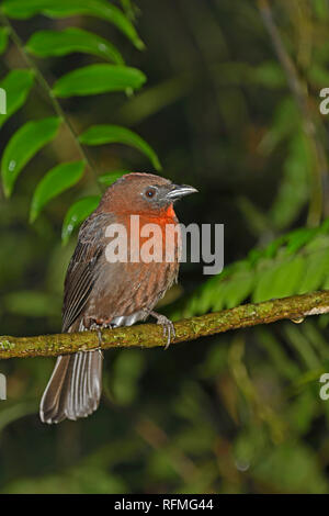 Rosso-throated Tanager Ant (Habia fiscicauda) appollaiato sul ramo, Turrialba, Costa Rica, Ottobre Foto Stock