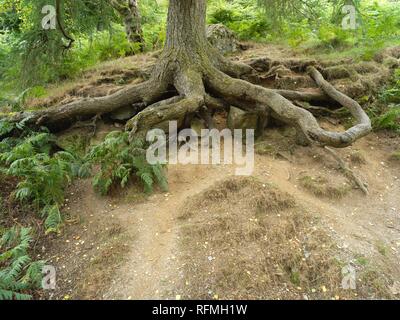 Esposti albero radici nel bosco vicino al Pistyll Rhaeadr cascata Foto Stock