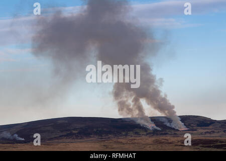 Masterizzazione di crescita vecchio heather su grouse moor, Swaledale, North Yorkshire, Regno Unito. Foto Stock