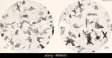 . Carnegie Institution di Washington la pubblicazione. La piastra 53. 313. Si prega di notare che queste immagini vengono estratte dalla pagina sottoposta a scansione di immagini che possono essere state migliorate digitalmente per la leggibilità - Colorazione e aspetto di queste illustrazioni potrebbero non perfettamente assomigliano al lavoro originale. Carnegie Institution di Washington. Washington, Carnegie Institution di Washington Foto Stock