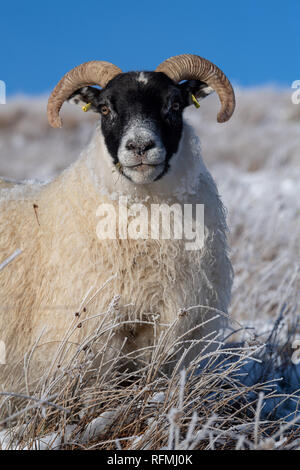 Scottish Blackface pecore in pascoli di montagna coperta di neve. Lanarkshire, Regno Unito. Foto Stock