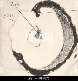 . Carnegie Institution di Washington la pubblicazione. EIGENMANN piastra 20. Si prega di notare che queste immagini vengono estratte dalla pagina sottoposta a scansione di immagini che possono essere state migliorate digitalmente per la leggibilità - Colorazione e aspetto di queste illustrazioni potrebbero non perfettamente assomigliano al lavoro originale. Carnegie Institution di Washington. Washington, Carnegie Institution di Washington Foto Stock