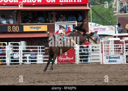 Bareback gara a Calgary Stampede, Calgary, Alberta, Canada Foto Stock