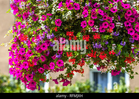 Petunia, fiori appesi Foto Stock