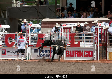 Toro di equitazione a Calgary Stampede, Calgary, Alberta, Canada Foto Stock