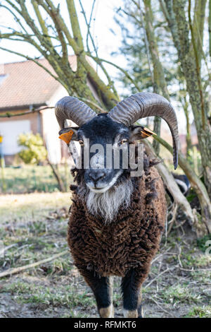 Allevamento di animali e di concetto: ritratto di una pecora soay in una fattoria. Foto Stock