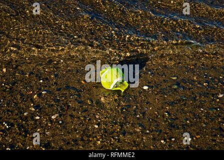 Rifiuti di plastica e inquinamento lavato fino a una spiaggia di Rhosneigr, Anglesey, Galles del Nord, Regno Unito Foto Stock