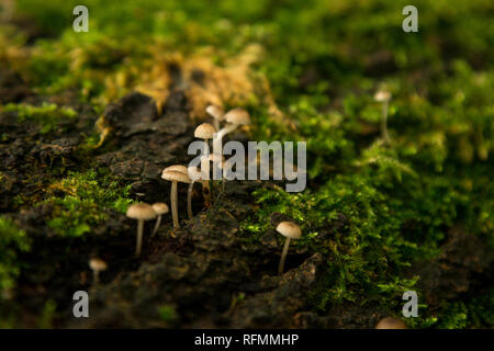 Close up di Fairy Inkcap fungo Foto Stock