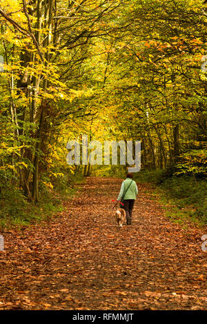 Donna che cammina il suo cane nel bosco in autunno Foto Stock