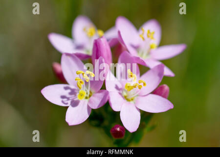 Centaury, probabilmente comune (Centaury centaurium erythraea), eventualmente Seaside Centaury (centaurium littorale), in prossimità di un grappolo di fiori e boccioli Foto Stock