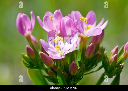 Centaury, probabilmente comune (Centaury centaurium erythraea), eventualmente Seaside Centaury (centaurium littorale), in prossimità di un grappolo di fiori e boccioli Foto Stock