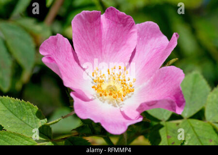 Rosa selvatica, eventualmente dure roverella rosa (rosa tomentosa), close up di un solitario fiore. Foto Stock