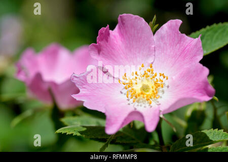 Rosa selvatica, eventualmente dure roverella rosa (rosa tomentosa), close up di un solitario fiore. Foto Stock