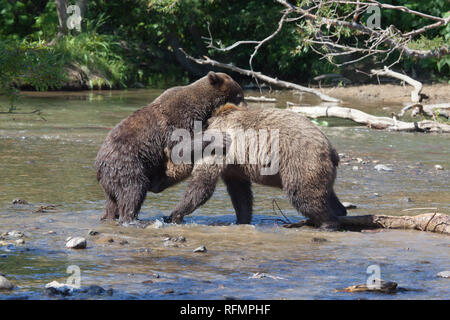 Wild orso bruno grizzly cubs (young-del-l'anno) lotta nel lago in estate. Due orsacchiotti ringhio ad ogni altro nel lago. Kronotsky Parco Nazionale in RU Foto Stock