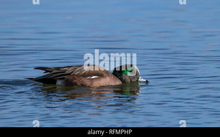 Maschio fischione americano (Mareca Americana) 19 gennaio 2019 Jefferson county, Colorado, STATI UNITI D'AMERICA Foto Stock