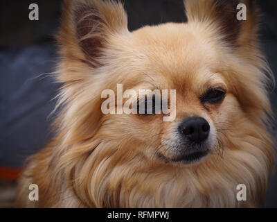 Cane di Pomeranian Foto Stock