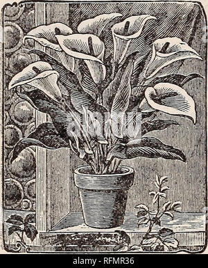. Gemme floreali. Vivai (orticoltura) Ohio Springfield cataloghi; piante ornamentali, cataloghi; fiori cataloghi; lampadine (piante) Cataloghi. 48 McGregor fratelli, fioristi, Springfield, Ohio. Il mammoth nero calla grande Questa pianta ha l onore di produrre il più grande fiore di qualsiasi impianto che è hardy in questo paese. Essi sono semplicemente enormi. Le steli di foglie e fiori in magazzino sono tutti spotted; alla sommità di quest'ultima apre un fiore di dimensioni gigantesche e curioso colore. All'esterno è di un colore verde chiaro, mentre l'interno è di un intenso rosso porpora, luccicante beauti- completamente al sole Foto Stock