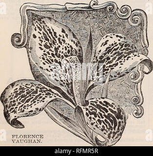 . Gemme floreali. Vivai (orticoltura) Ohio Springfield cataloghi; piante ornamentali, cataloghi; fiori cataloghi; lampadine (piante) Cataloghi. QUEEN CHARLOTTE. Il nuovo bellissimo- Spotted Carina J&amp;J* Firenze Vaughan* concesso da tutti coloro che hanno visto per essere il miglior giallo maculato Canna. Fiori molto grandi, della forma più perfetta, con un largo eccesso di petali di lappatura, graziosamente con estremità arrotondate. Colore giallo brillante, macchiato con colore rosso brillante. Un forte e robusto gTower, e fiori molto liberamente. Prezzo, 10 centesimi di euro ciascuna. Charles Henderson-incandescente colore rosso cremisi, ma di" abitudine nana, crescente per il thr Foto Stock