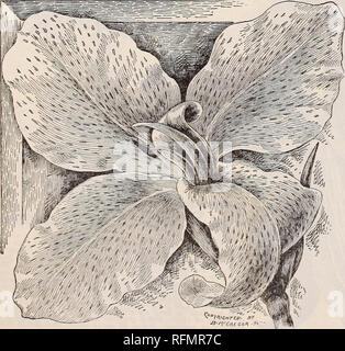 . Gemme floreali. Vivai (orticoltura) Ohio Springfield cataloghi; piante ornamentali, cataloghi; fiori cataloghi; lampadine (piante) Cataloghi. CISSUS scolorire. Cissus Diseolor-(Trailing Begonia.) uno scalatore con. bellissimo fogliame, deep vellutato verde, con chiazze, bianco sulla superficie superiore; sotto il lato di un profondo rosso porpora. Per trailing oltre il lato di una scatola di vetro o cresciuto su un traliccio, è uno dei più strani e interessanti? Piante. Prezzo, 20 centesimi. Coronilla Glauca una bella fioritura, bella pianta. I fiori sono il segnale di PEA-sagomato, di colore giallo brillante e fra- grant. Fiorisce molto liberamente duri Foto Stock