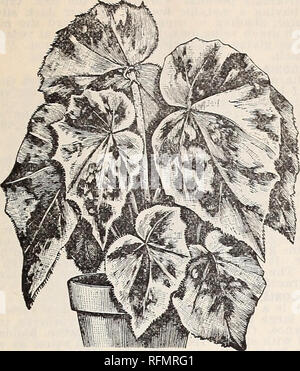. Gemme floreali. Vivai (orticoltura) Ohio Springfield cataloghi; piante ornamentali, cataloghi; fiori cataloghi; lampadine (piante) Cataloghi. McGregor fratelli, fioristi, Springfield, Ohio. 39. MANICATA AUREA. Nuovo BEGONIA, ARGENTEA GUTTATA. Questa varietà è una introduzione di M. Lemoine, ed è un incrocio tra Olbia e Alba Picta. Questo bel tipo di ordinamento è il blotches argenteo di Alba Picta e la grazia e la bellezza della crescita di Olbia. Ha colore viola-battenti in bronzo, forma oblunga, con contrassegni argento e è in ogni modo una più bella di begonia. Essa produce fiori bianchi in mazzi su estremità di crescere Foto Stock