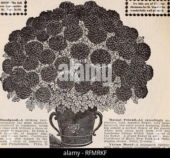 . Gemme floreali. Vivai (orticoltura) Ohio Springfield cataloghi; piante ornamentali, cataloghi; fiori cataloghi; lampadine (piante) Cataloghi. 34 McGregor fratelli, fioristi, Springfield, Ohio. Il $ OFFERTE SPECIALI-la completa una serie di questi Chrysanthe- ^ mamme per $1. Costo $1.80. q "meravigliosa" CRISANTEMO SET. ^ provare questo set di Chrysan- ^ themumsforSf Q. Vi sarà. Helen Bloodgood-un sorprendente scel- ety. Senza dubbio il più meritori- unità organizzative rosa introdotto al commercio, essendo il primo vero rosa chiaro senza una traccia o sfumatura di viola o magenta. Nella forma di un globo-sagomato, Giapponese di la Foto Stock