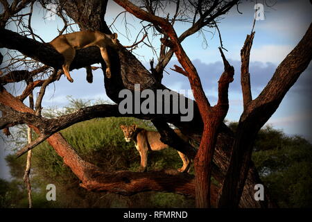 Tree Climbing Lions del Tarangire, Tanzania Foto Stock