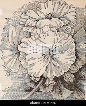 . Gemme floreali. Vivai (orticoltura) Ohio Springfield cataloghi; piante ornamentali, cataloghi; fiori cataloghi; lampadine (piante) Cataloghi. 30 McGregor fratelli, fioristi, Springfield, Ohio. PELARGONIUMS, o Signora Washington Gerani. (Da molti chiamato Pansy Gerani.) Questa bellissima tipologia sicuramente merita una più estensiva coltivazione. Esso rivali che i fiori delle più belle orchidee nella consistenza e colore â di fiori. Il loro tempo in fioritura- inizia nel mese di marzo e continua fino alla fine di giugno. La sig.ra Robert SandifordâThis grand doppia bianca varietà è una delle più belle novità dell'anno. La flo Foto Stock