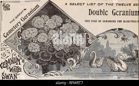 . Gemme floreali. Vivai (orticoltura) Ohio Springfield cataloghi; piante ornamentali, cataloghi; fiori cataloghi; lampadine (piante) Cataloghi. 26 McGregor fratelli, fioristi, Springfield, Ohio. Un elenco di selezionare i dodici migliori il doppio dei gerani. Questa pagina dei gerani per $1.00 post-pagato.. La meravigliosa- BEAUTE POITEVINE. Si tratta di un perfetto marvel tra- Gerani, e è la migliore del nuovo nano-cresciute ordina. È molto dwarf e compatto e molto di un abito di ramificazione. I fiori sono prodotte nella maggior profusione su grandi dimensioni architrave- es, e il colore è come la bella Aurora, unico e Foto Stock
