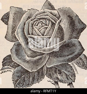 . Gemme floreali. Vivai (orticoltura) Ohio Springfield cataloghi; piante ornamentali, cataloghi; fiori cataloghi; lampadine (piante) Cataloghi. 14 McGregor fratelli, fioristi, Springfield, Ohio. MRS. DE GRAW. Il Golden YelhwTea Rose, cMEDIA. Abbiamo posto questa elegante Rose prima nell'elenco delle nuove rose per diversi motivi. In &LT;XOlor è una profonda, di colore giallo dorato. Non si può negare il fatto che il giallo e wjiite Le rose sono ammirato da tutti, ma il giallo è il più ammiratori delle due. La dimensione e la forma è tutto ciò che potrebbe desiderare, pieno, rotondo fiori di dimensione più grande, perfettamente a doppio T Foto Stock