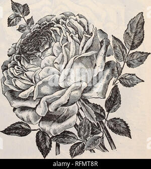 . Gemme floreali. Vivai (orticoltura) Ohio Springfield cataloghi; piante ornamentali, cataloghi; fiori cataloghi; lampadine (piante) Cataloghi. La nuova e bella di tè bianco bianco Rose MAM UN COCHET, la più bella rosa dell'anno; come il suo genitore la crescita è vigorosa con ricca e sana fogliame, producono grandi fiori di fine del bianco purissimo; in realtà si tratta di una contropartita esatta del beau- tiful Maman Cochet e tutti coloro che hanno provato pronunciarlo migliori lettiera Rosa Tea in ex- istence. Vi consigliamo di tutti coloro che amano le rose scelta per l'impianto di almeno uno tra questa nuova bella rosa. Prezzo 15 centesimi eac Foto Stock