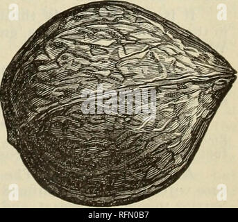 . Glen Santa Maria vivai : 1899. Vivai (orticoltura) Florida Glen Saint Mary cataloghi; alberi da frutto piantine Cataloghi Cataloghi di frutta; alberi da frutta a guscio cataloghi; piante ornamentali, cataloghi. Il Giappone. Produce in abbondanza i dadi di dimensioni notevolmente maggiori rispetto ai comuni di Hickory dado, i quali sono portati in cluster da 15 a 20. Il guscio è più spessa rispetto al guscio di noce inglese, che in un modo generale assomiglia, ma non è così spessa come quella del Nero Wal- dado. La carne è dolce, della migliore qualità e possono essere rimossi en- pneumatico. L'albero cresce rapidamente e raggiunge dimensioni molto grandi, con una mag Foto Stock