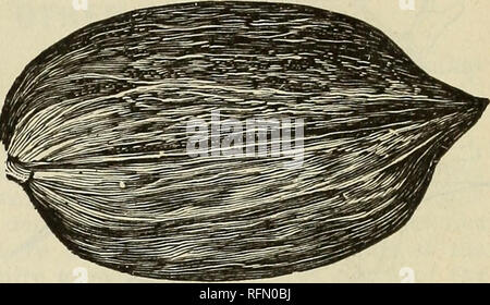 . Glen Santa Maria vivai : 1899. Vivai (orticoltura) Florida Glen Saint Mary cataloghi; alberi da frutto piantine Cataloghi Cataloghi di frutta; alberi da frutta a guscio cataloghi; piante ornamentali, cataloghi. Le noci pecan, le mandorle e le noci. 33 le noci pecan del Pecan cresce finemente tutti attraverso il sud, alcune delle più antiche e più redditizio di boschetti essendo nella regione del Golfo del Sud inferiore. Questo è uno dei pochi dadi particolarmente ben adatta per la penisola di Florida. Essi entrano nel cuscinetto in da 8 a 10 anni, dopo i quali essi resa abbondantemente, e sono redditizie. Mentre gli alberi di grandi dimensioni non facilmente sopravvivere distacco, small t Foto Stock